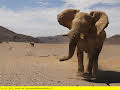 Das Geheimnis der Wüstenelefanten
