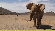 Das Geheimnis der Wüstenelefanten