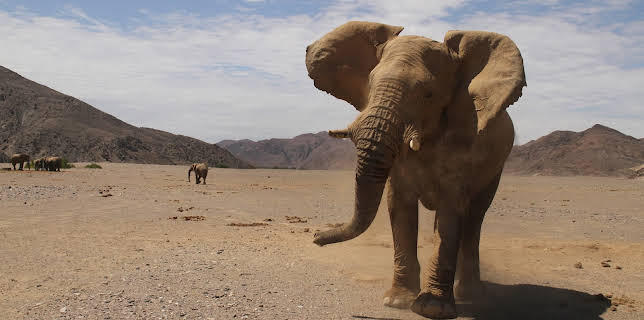 10:35: Das Geheimnis der Wüstenelefanten | 3SAT | 2/15 2026