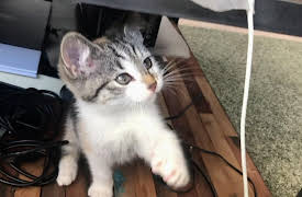 Venuso na Terra: Cats