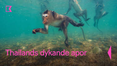 21:00: Thailands dykande apor | Kunskapskanalen | 5/23 2026