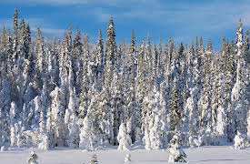 Planet Earth Season 1 (Narrator - David Attenborough): Seasonal Forests (Narrator - David Attenborough)