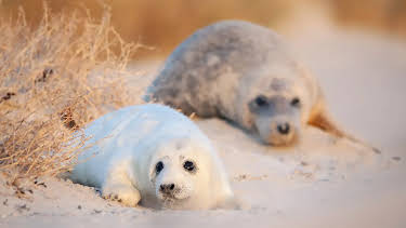 20:15: Expeditionen ins Tierreich | Radio Bremen | 4/1 2026