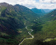 Die Hüter des Waldes