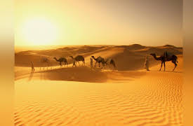 Wildest: Middle East: Egypt: Survivors in the Sands