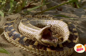 Lost!: Playing Possum