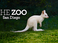 The Zoo: San Diego