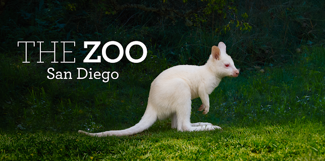 The Zoo: San Diego