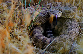 Planet California, Season 1: Close Encounters