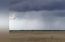 The Animals' Guide to Survival: Marshes & Mangroves