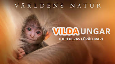 19:20: Världens natur: Vilda ungar (och deras föräldrar) | SVT1 | 5/18 2026