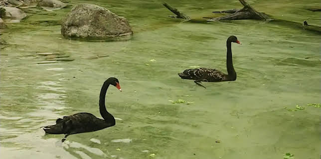 11:40: Leopard, Seebär & Co. (53) | NDR Fernsehen | 1/16 2026