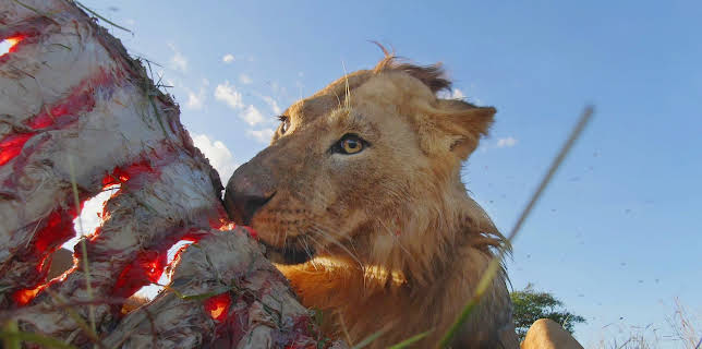 16:00: Serengeti (2/3) | 3SAT | 8/14 2025