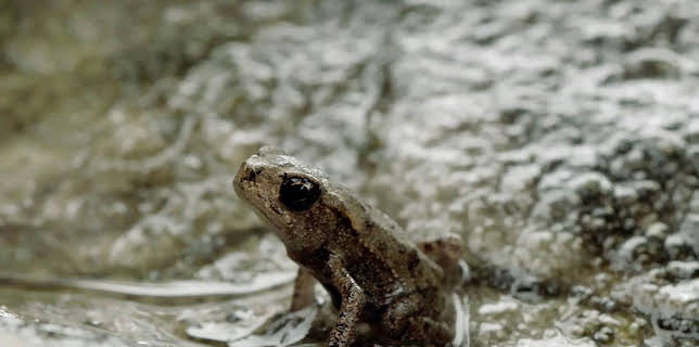 16:30: natur exclusiv | BR Fernsehen | 3/21 2026