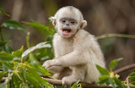 Wild Winners, Season 1: Planet of Primates