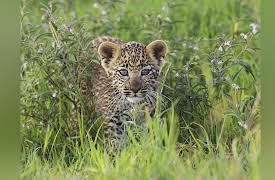 Serengeti II: Intrigue