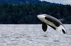 Race of Life: Survival of the Fittest