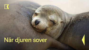 18:05: När djuren sover | Kunskapskanalen | 9/1 2026
