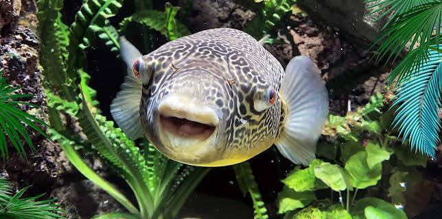 05:55: Elefant, Tiger & Co. | Radio Bremen | 3/16 2026