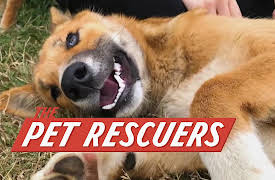 The Pet Rescuers: Heidi's New Home