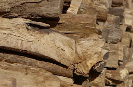 BBQ With Franklin Season 1: Sausage