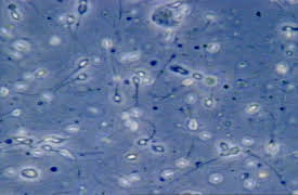 Greatest Human Achievements: Challenging Limits