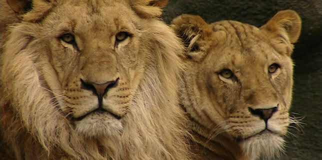 11:40: Leopard, Seebär & Co. (59) | Radio Bremen | 1/30 2026