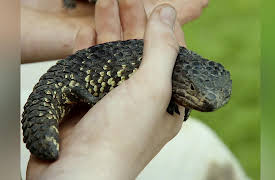 Wild Times: A Season of Wild Times