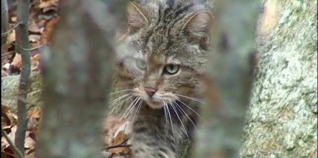 06:05: Giraffe, Erdmännchen & Co. (176) | HR Fernsehen | 2/18 2026