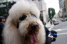 Dogs: The Untold Story: Episode 1