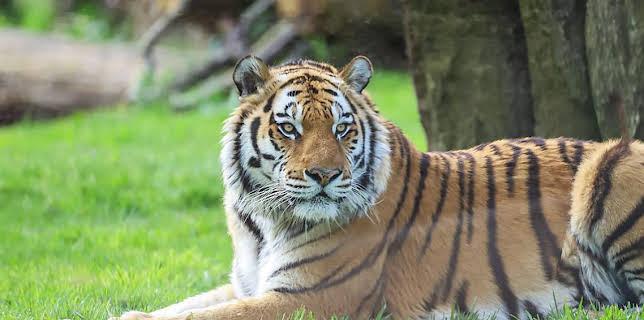 12:40 PM: Go Wild (S1) | Cbeebies | 11/15 2025