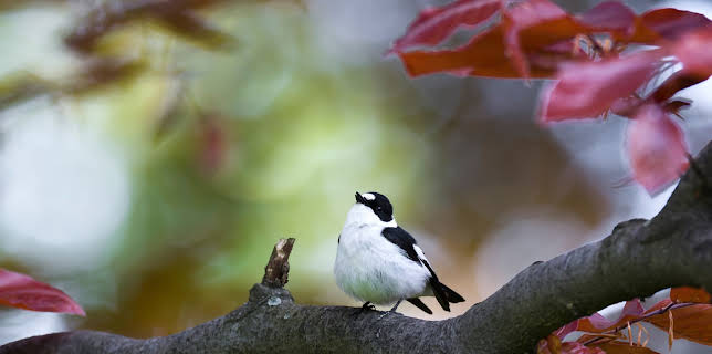11:00: Geheimnisvolle Parktiere - Wildes Leben in der Stadt | 3SAT | 10/29 2025