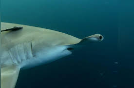 North America Season 1: The Savage Edge