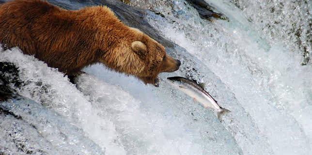 7:00 PM: Earth's Seasonal Secrets | BBC Four | 11/17 2025