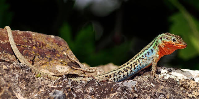 18:30: Wildes Griechenland (2/2) | Arte | 1/27 2026