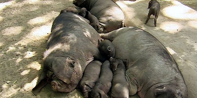 02:30: Panda, Gorilla & Co. (94) | RBB Fernsehen | 3/19 2026