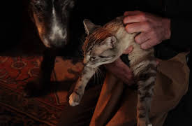 Treetop Cat Rescue: Episode 2