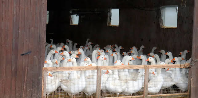 22:00: Gefahr aus dem Stall - Erst das Tier, dann wir? | NDR Fernsehen | 3/16 2026