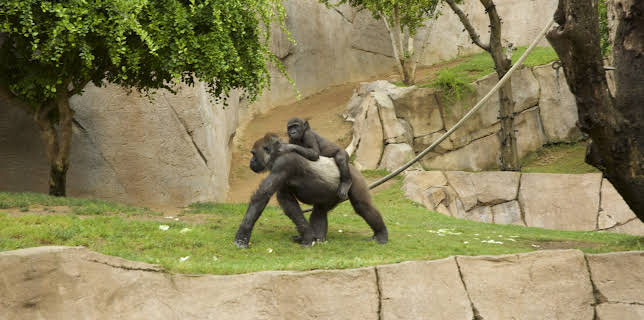 06:50: The Zoo: San Diego (S1 E1) (S1) | Animal Planet | 2/20 2026