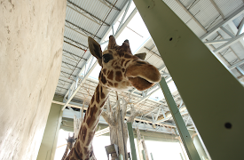 Dr. Oakley: Veterinären i Yukon: Episode 5