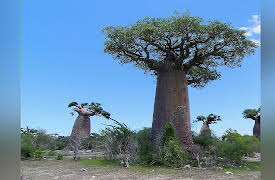 Green Paradise: Madagascar - A Multifaceted Land