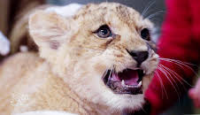 Seelöwe & Co. - tierisch beliebt (20)