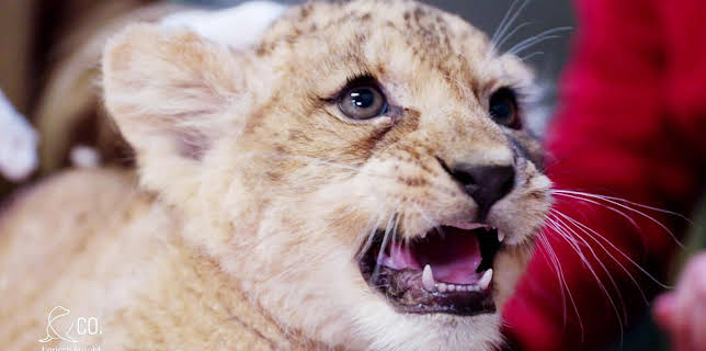 17:10: Seelöwe & Co. - tierisch beliebt (20) | Radio Bremen | 1/28 2026