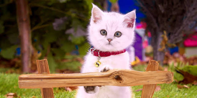 17:20: Rosin og Bolle: Hvor er pikniken? | NRK 3 | 2/4 2026