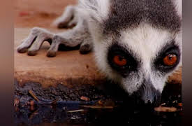 Lemur Street: Harvest Havoc