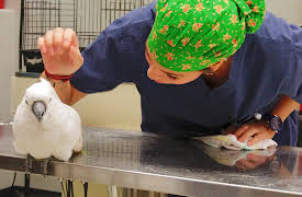 Animal ER: Episode 6