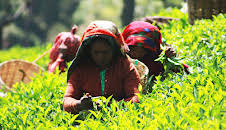 Hvordan gjør de det? (S14 E4)