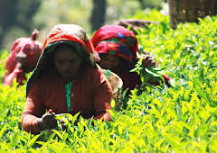 Hvordan gjør de det?