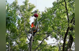 Job Jams: Tree Climber