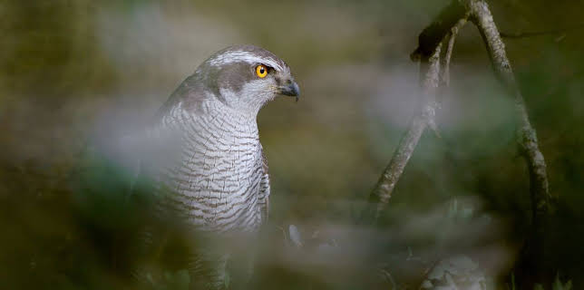 18:35: Jäger und Gejagte | Arte | 3/13 2026